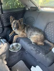 Found/Stray Unknown Dog last seen rosecrans & willowbrook, Compton, CA 90220