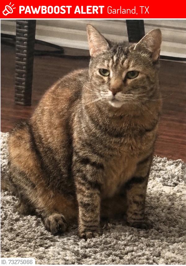 Lost Female Cat last seen Spring creek, Garland, TX 75040