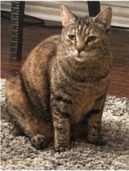 Lost Female Cat last seen Spring creek, Garland, TX 75040