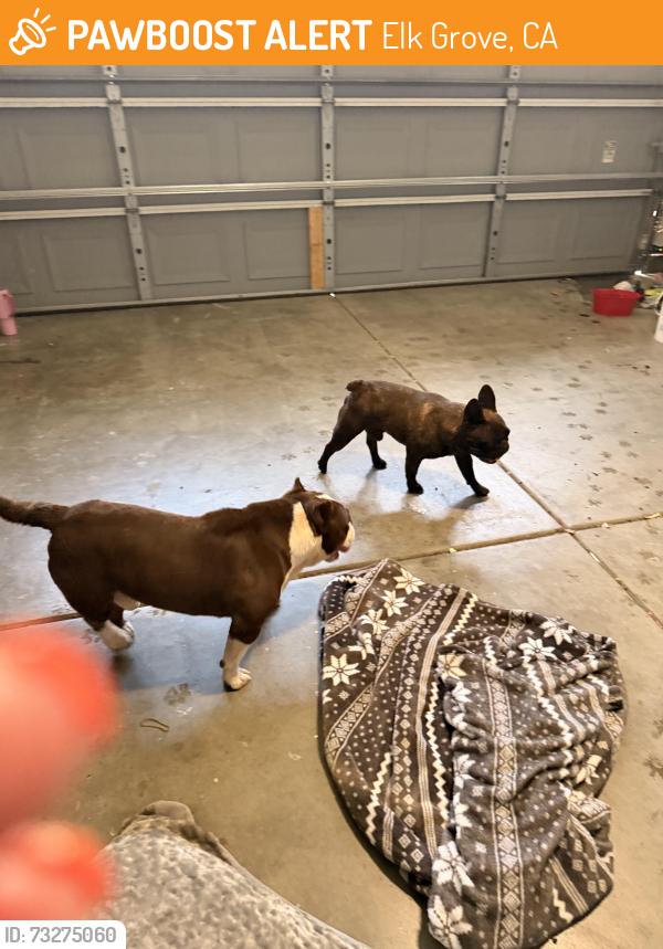 Found/Stray Male Dog last seen Nemea/Shasta Lily, Elk Grove, CA 95624