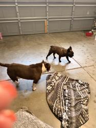 Found/Stray Male Dog last seen Nemea/Shasta Lily, Elk Grove, CA 95624