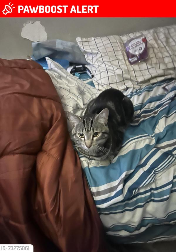 Lost Male Cat last seen Jarvis Bay provincial Park, Red Deer County, AB T4M 0T5