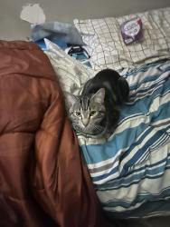 Lost Male Cat last seen Jarvis Bay provincial Park, Red Deer County, AB T4M 0T5