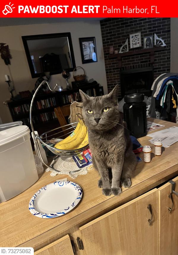 Lost Male Cat last seen Belcher and Nebraska, Palm Harbor, FL 34683
