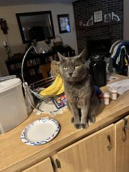Lost Male Cat last seen Belcher and Nebraska, Palm Harbor, FL 34683