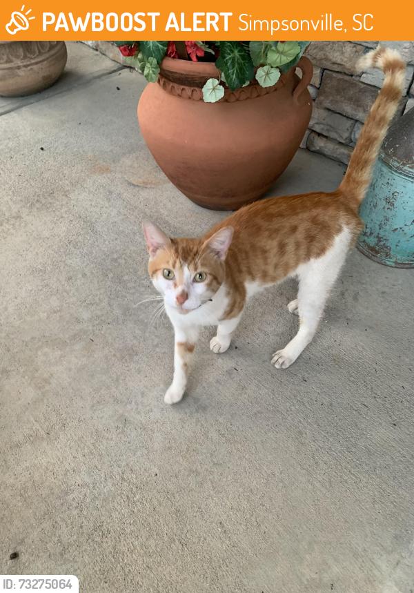 Found/Stray Unknown Cat last seen West Georgia rd river shoals subd, Simpsonville, SC 29680