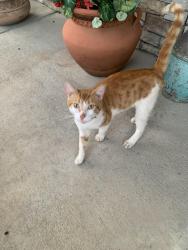 Found/Stray Unknown Cat last seen West Georgia rd river shoals subd, Simpsonville, SC 29680