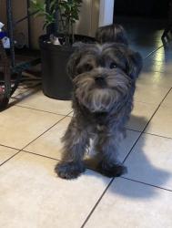 Lost Male Dog last seen near cherry lane, Fort Worth, TX 76108