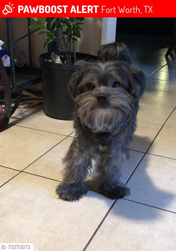 Lost Male Dog last seen near cherry lane, Fort Worth, TX 76108