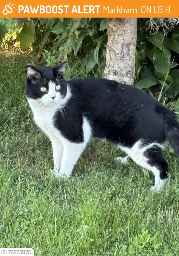 Found/Stray Unknown Cat last seen Near ave, Markham, ON L6B 1H8