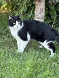 Found/Stray Unknown Cat last seen Near ave, Markham, ON L6B 1H8