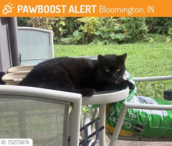 Found/Stray Unknown Cat last seen S Dorchester Dr s, Bloomington, IN 47401