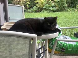 Found/Stray Unknown Cat last seen S Dorchester Dr s, Bloomington, IN 47401