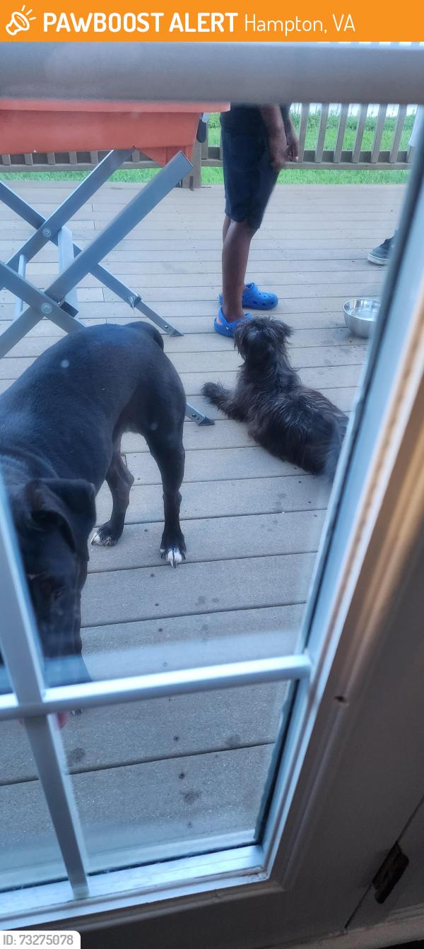 Found/Stray Unknown Dog last seen Gunter court and raintree, Hampton, VA 23666