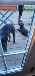 Found/Stray Unknown Dog last seen Gunter court and raintree, Hampton, VA 23666