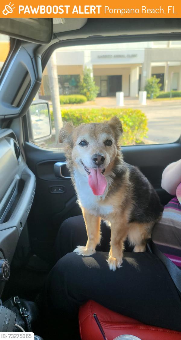 Found/Stray Female Dog last seen Lyons Road, Pompano Beach, FL 33064