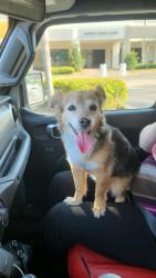 Found/Stray Female Dog last seen Lyons Road, Pompano Beach, FL 33064
