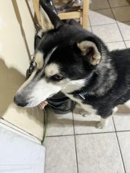 Reunited Male Dog last seen derousse and forrest ave near the park, Pennsauken, NJ 08110