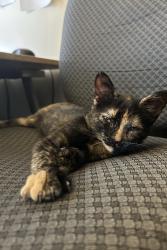 Lost Female Cat last seen Florence and south Ohio, Pittsburgh, PA 15202