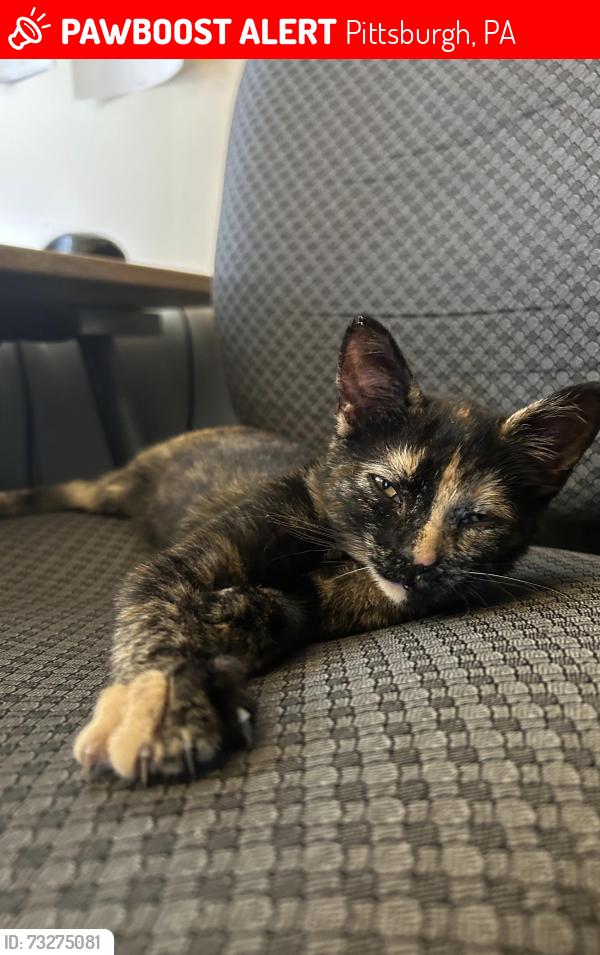 Lost Female Cat last seen Florence and south Ohio, Pittsburgh, PA 15202