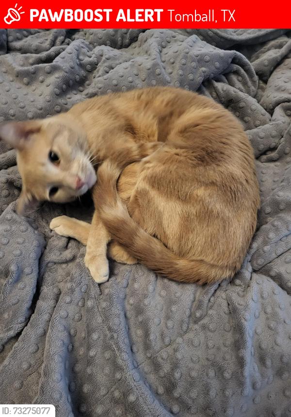 Lost Male Cat last seen Near Tejas bbq, Tomball, TX 77375