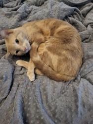 Lost Male Cat last seen Near Tejas bbq, Tomball, TX 77375
