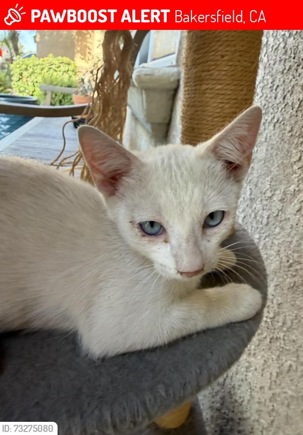 Lost Female Cat last seen Panama and ashe, Bakersfield, CA 93313