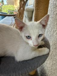 Lost Female Cat last seen Panama and ashe, Bakersfield, CA 93313