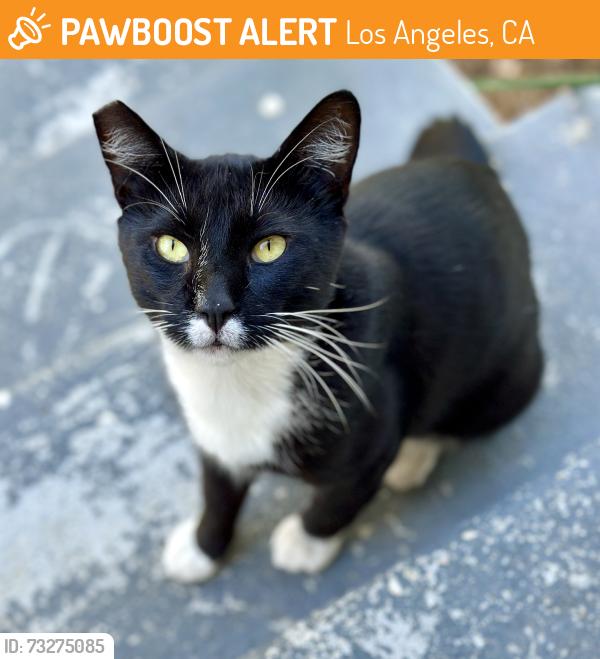 Found/Stray Male Cat last seen Winchester Ave/Concord Ave, Los Angeles, CA 90032