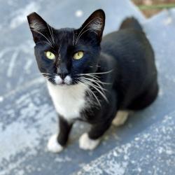 Found/Stray Male Cat last seen Winchester Ave/Concord Ave, Los Angeles, CA 90032
