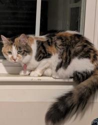 Reunited Female Cat last seen May be in the area around Springvale Park, Sanford, ME 04083