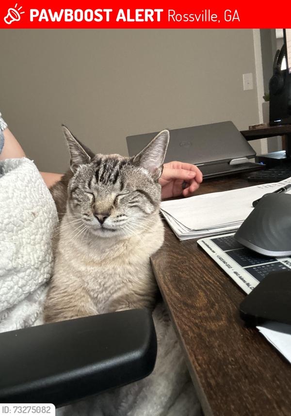 Lost Male Cat last seen Near Perrin Ave, Rossville, GA 30741