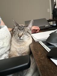 Lost Male Cat last seen Near Perrin Ave, Rossville, GA 30741
