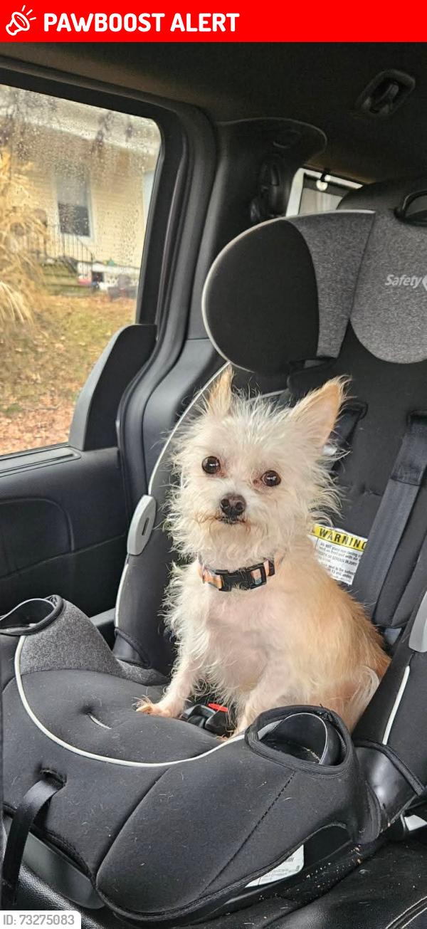 Lost Female Dog last seen Lewis Clark campground, Lewis and Clark Village, MO 64484