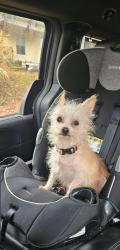Lost Female Dog last seen Lewis Clark campground, Lewis and Clark Village, MO 64484