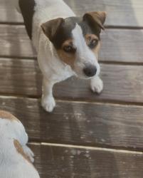 Lost Male Dog last seen NE 99th Lane, Anthony, FL 32617
