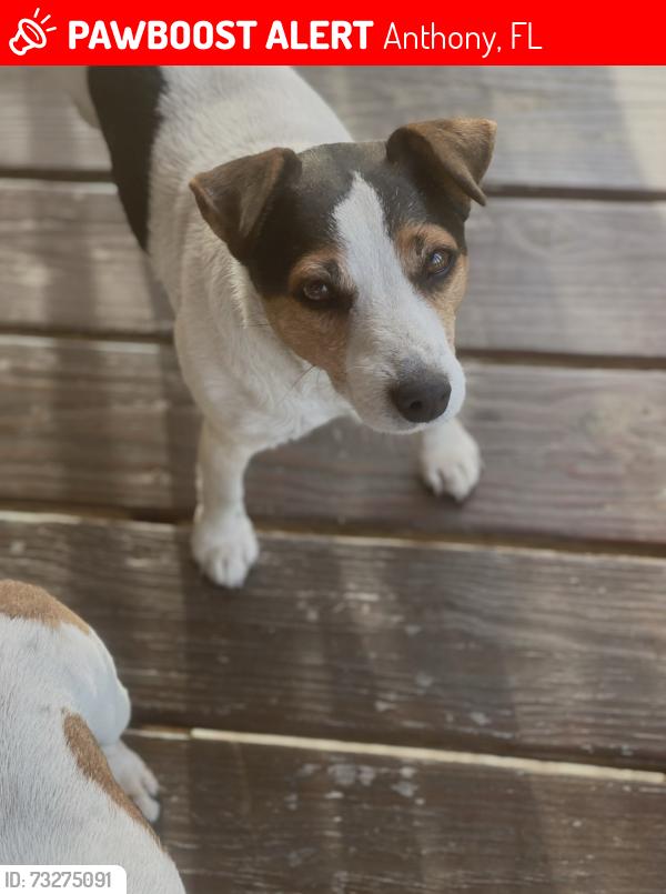 Lost Male Dog last seen NE 99th Lane, Anthony, FL 32617