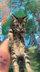 Shelter Stray Female Cat last seen Bexar County, 3353 Morningside Dr, New Braunfels, TX 78132, USA