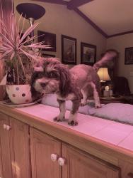 Lost Male Dog last seen S Philadelphia and Longhorn, Amarillo, TX 79159