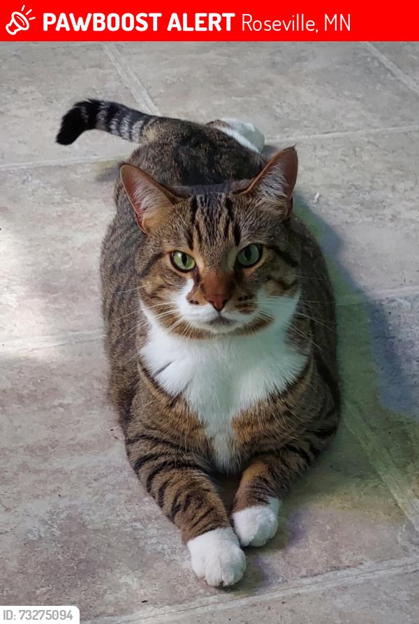 Lost Male Cat last seen Griggs and Woodhill, Roseville, MN 55113