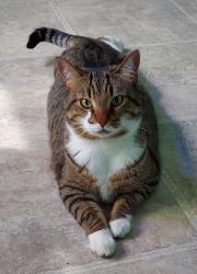 Lost Male Cat last seen Griggs and Woodhill, Roseville, MN 55113