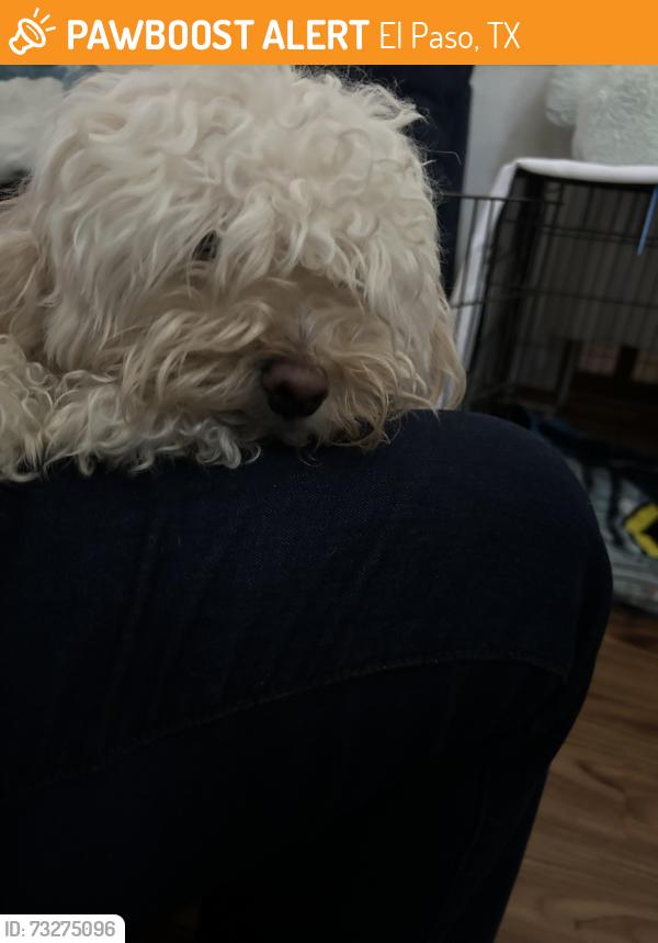 Found/Stray Male Dog last seen Peter cooper, El Paso, TX 79936