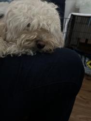 Found/Stray Male Dog last seen Peter cooper, El Paso, TX 79936