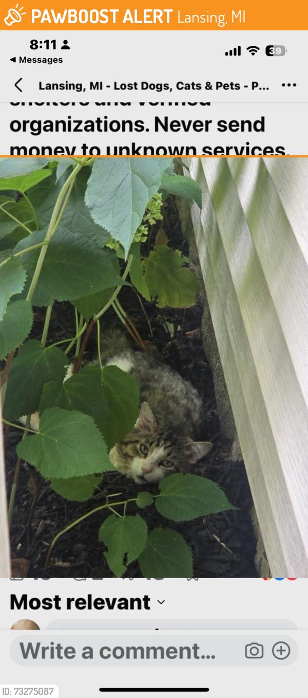 Found/Stray Unknown Cat last seen Boston Blvd/moores river dr, Lansing, MI 48933