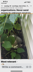 Found/Stray Unknown Cat last seen Boston Blvd/moores river dr, Lansing, MI 48933