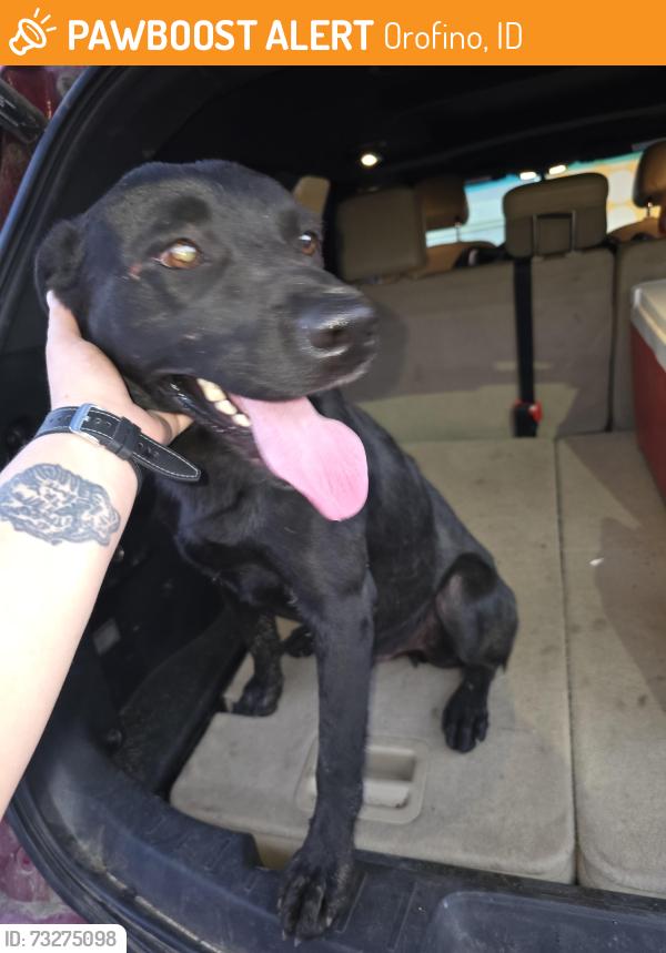 Found/Stray Male Dog last seen Hwy 12, Orofino, ID 83544