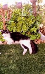 Lost Male Cat last seen Lemon Grove, Lemon Grove, CA 91945