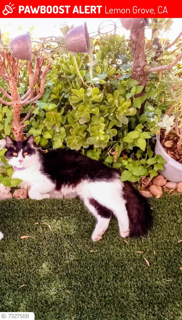 Lost Male Cat last seen Lemon Grove, Lemon Grove, CA 91945