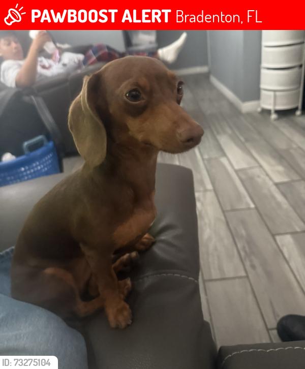 Lost Female Dog last seen Near 11th St E Bradenton Fl, Bradenton, FL 34203