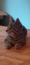 Lost Female Cat last seen Flowerdale and Delora ave., Flowerdale, VIC 3717